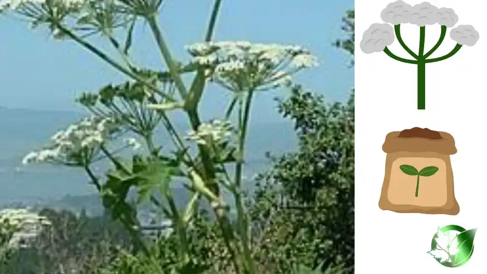 Wholesale packaging for Persian Hogweed can be planned for consumer retail, commercial kitchens, private-label, or processing distribution.